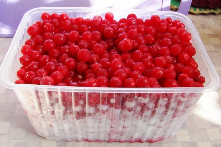 Kalina Na Zimu Kalina Na Zimu