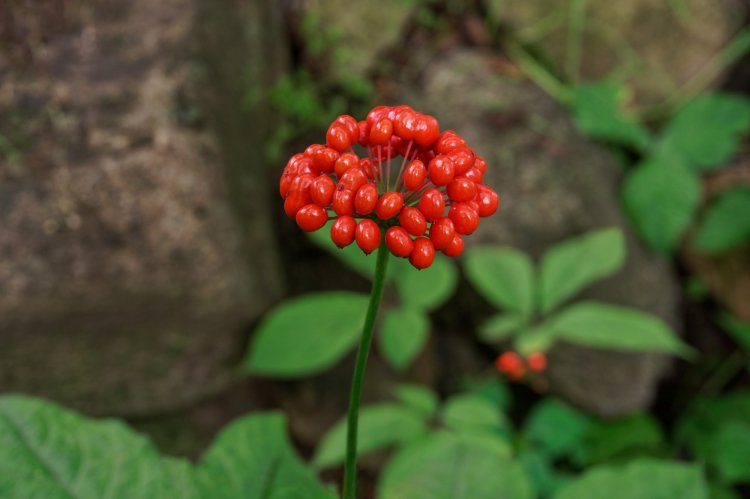 30 редких растений, которые занесены в Красную книгу России