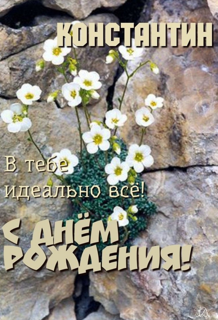 Трогательные открытки и картинки «С Днем рождения, Костя!» Трогательные открытки и картинки «С Днем рождения, Костя!»