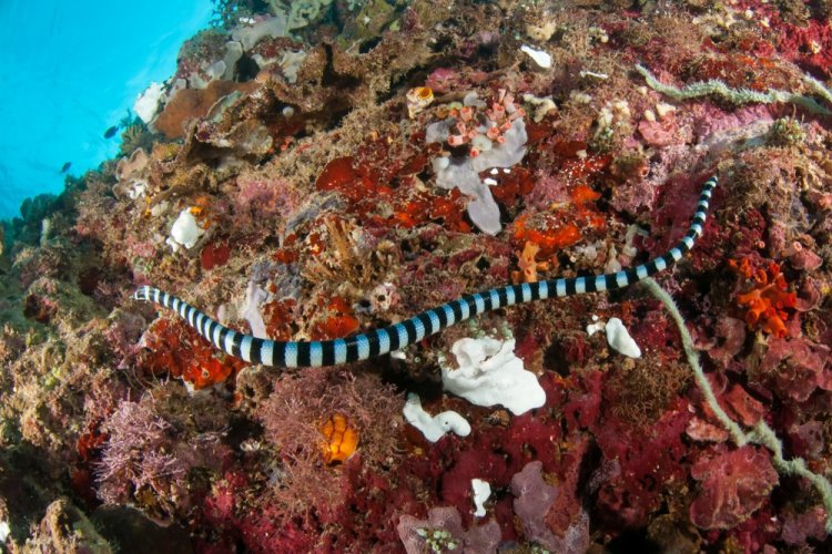 Плоскохвост или морской крайт Плоскохвост или морской крайт