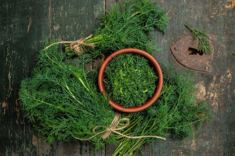 Как заморозить укроп на зиму: 10 самых легких и быстрых рецептов