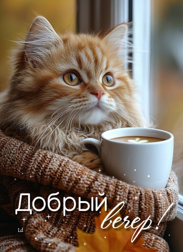 Прикольные осенние открытки «Добрый вечер!» Прикольные осенние открытки «Добрый вечер!»