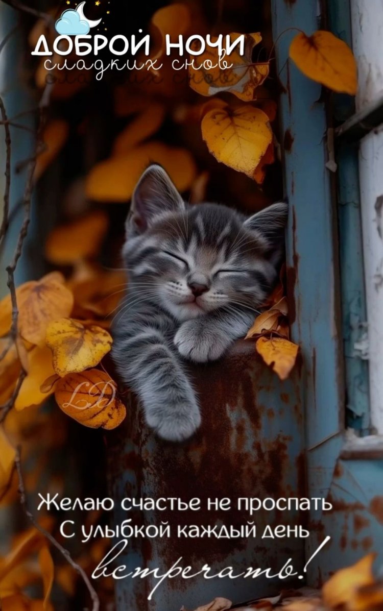 Прикольные осенние открытки «Спокойной ночи!» Прикольные осенние открытки «Спокойной ночи!»