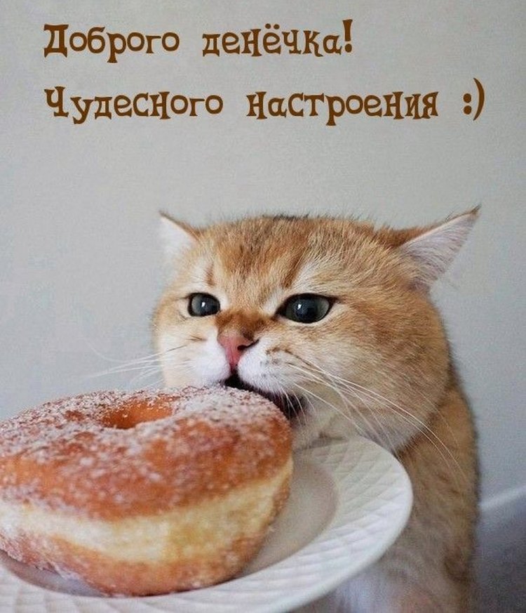 Открытки и картинки « Доброго дня и хорошего настроения!»