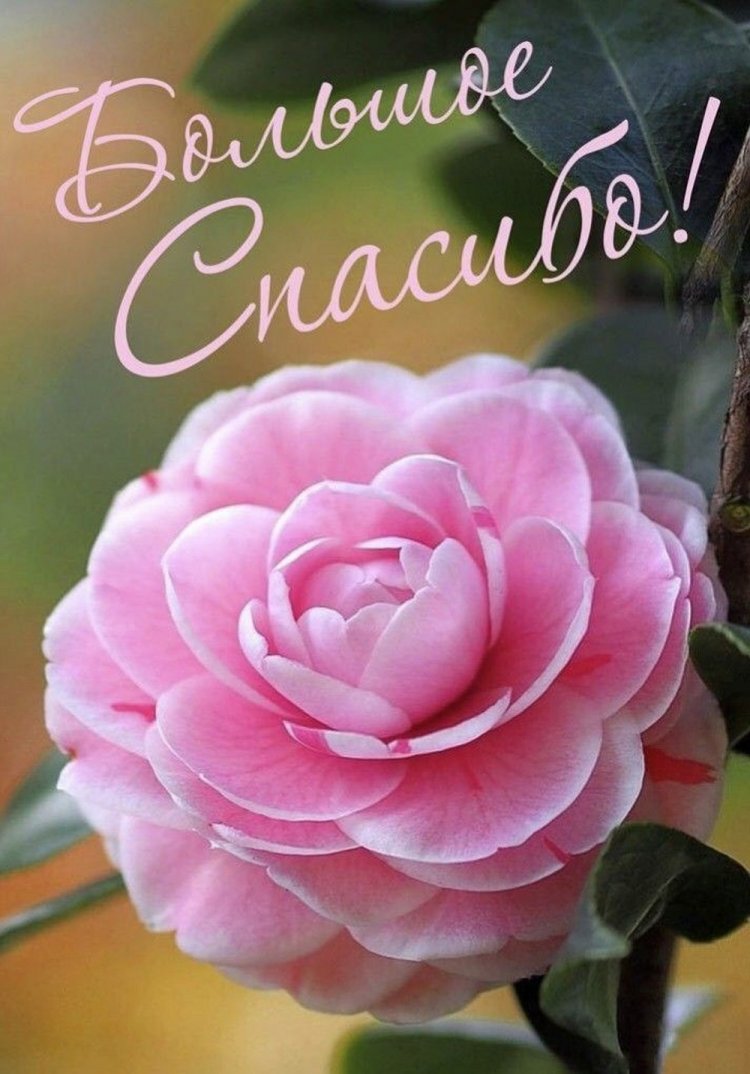 Открытки и картинки «Спасибо большое!»