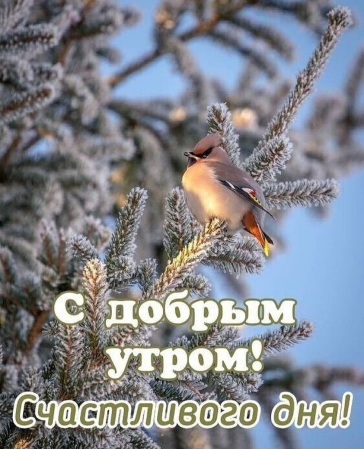Зимние открытки «С добрым утром и хорошего дня!»