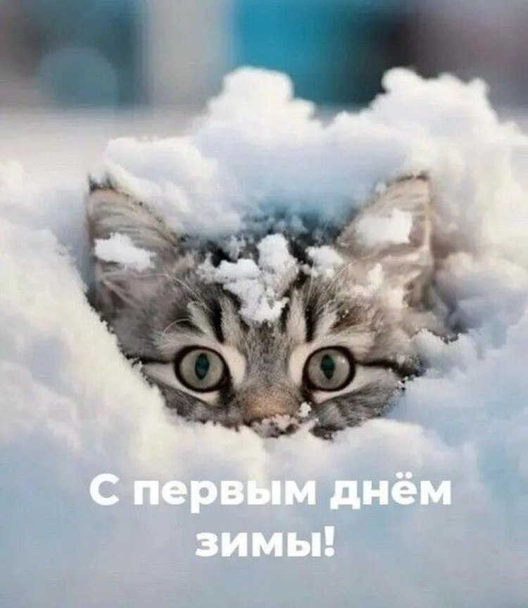 Прикольные открытки и картинки «С первым днем зимы!»