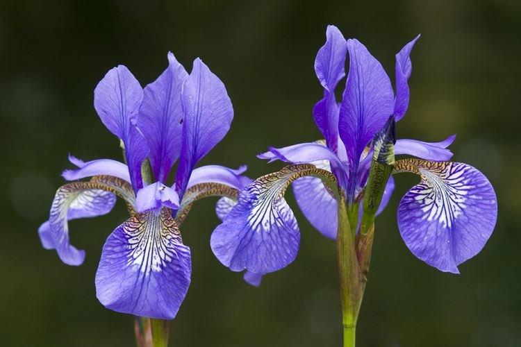 Ирис самурай уорриор фото и описание