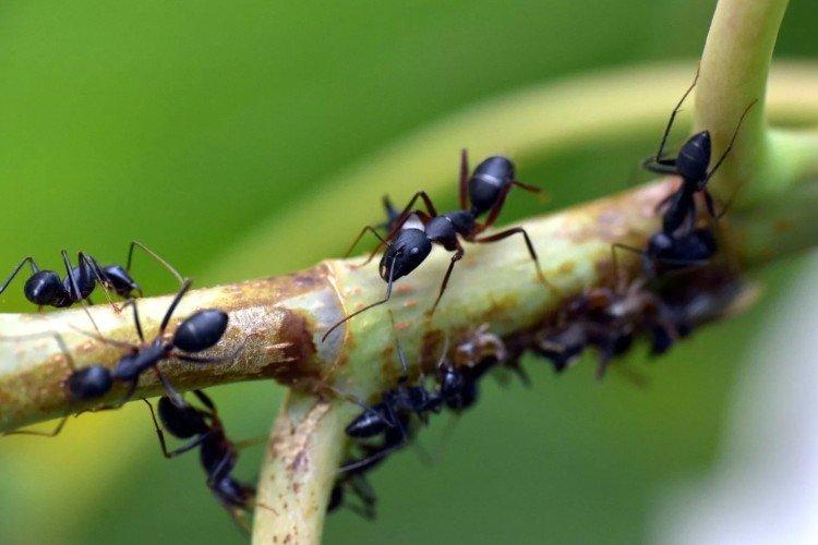 Как избавиться от муравьев на участке - народные средства