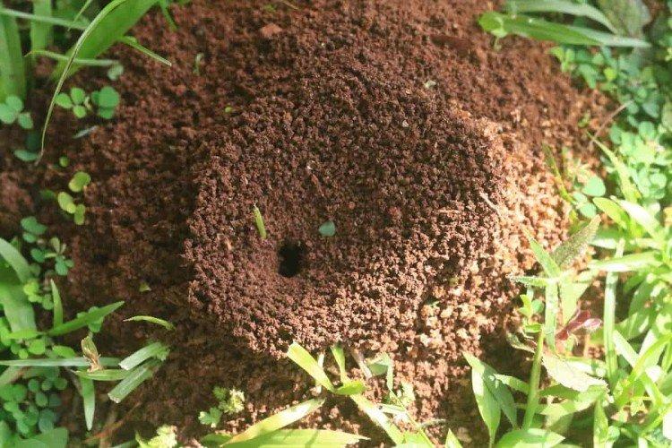 Как избавиться от муравьев в огороде - народные средства