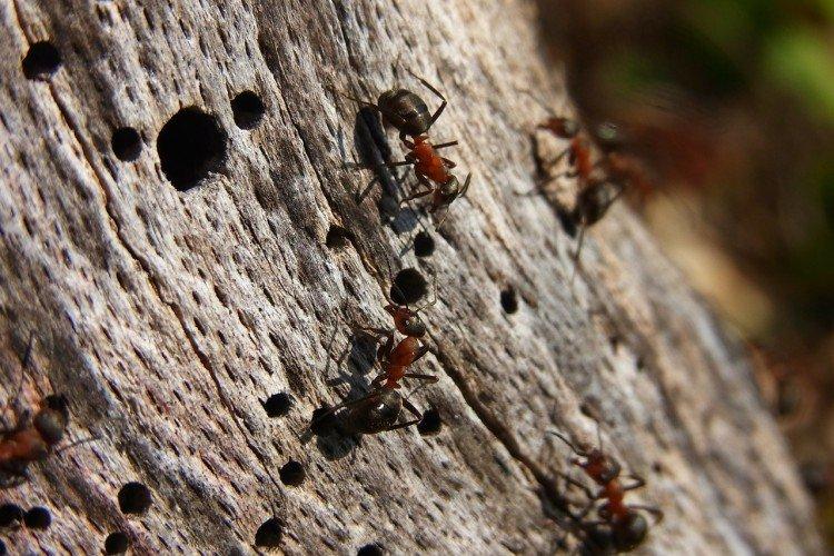 Как убрать муравьев с плодовых деревьев - народные средства