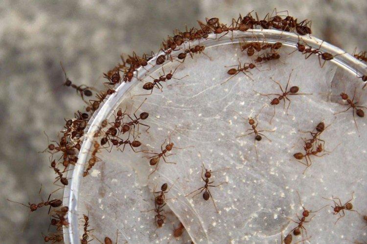 Как избавиться от муравьев в теплице - народные средства