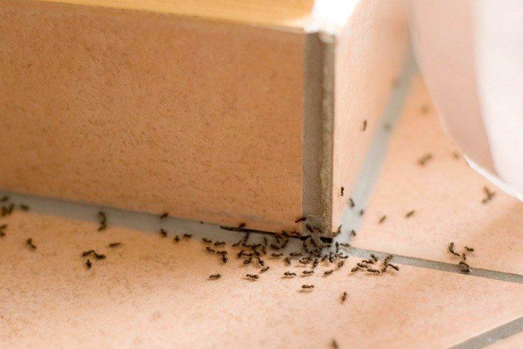 Как избавиться от муравьев в доме или квартире - народные средства
