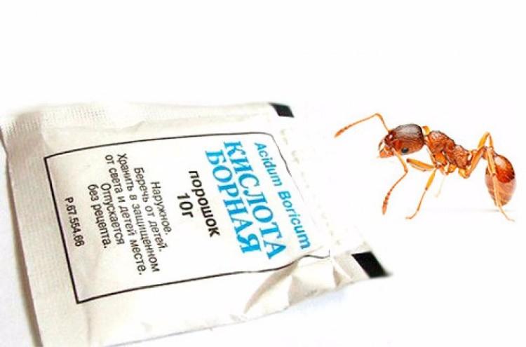 Народные средства - Как избавиться от муравьев в доме и квартире