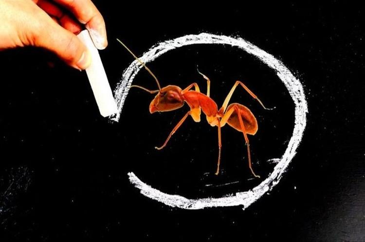 Мелки - Как избавиться от муравьев в доме и квартире