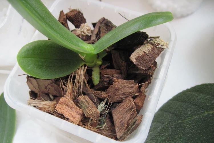 Требования к грунту - Как пересадить орхидею в домашних условиях