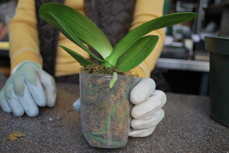 Пересадка орхидей в новый горшок в домашних условиях после цветения фото пошагово