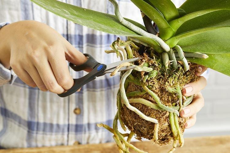 Подготовка корневой системы - Как пересадить орхидею в домашних условиях