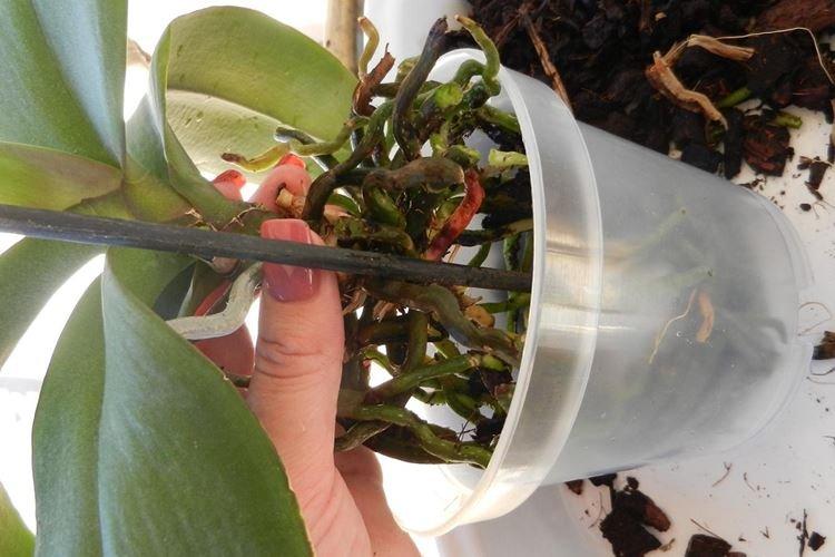 Пересадка орхидеи в новый горшок