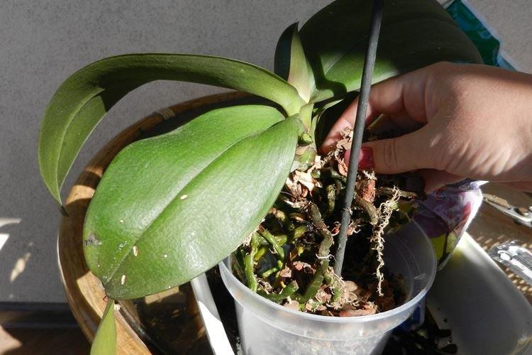 Подвязка - Как пересадить орхидею в домашних условиях