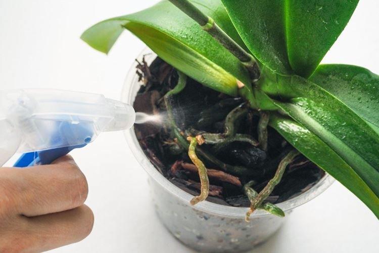 Опрыскивание корней - Как поливать орхидею в домашних условиях