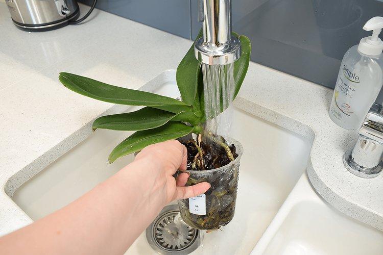 Как поливать орхидею после покупки