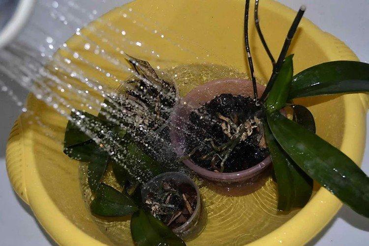 Как поливать орхидею после пересадки