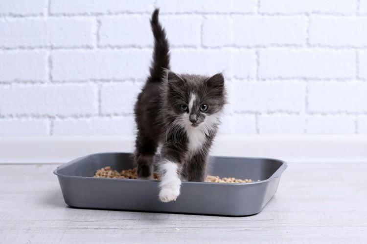 Как приучить котенка к лотку в квартире: быстро и легко