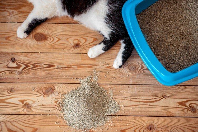 Убирай промашки - Как приучить котенка к лотку