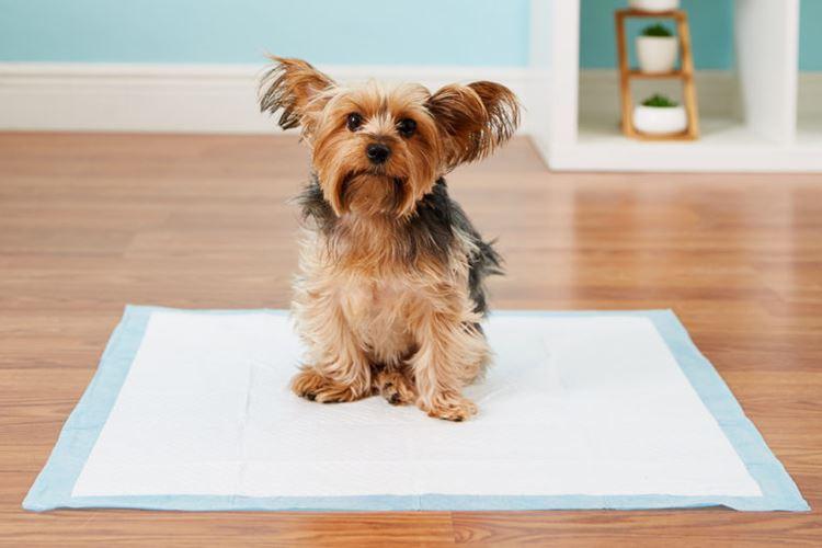Как приучить щенка ходить на пеленку: быстро и легко
