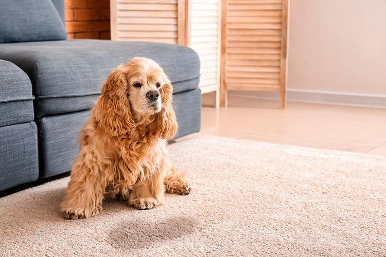 Убери ковры и тряпки - Как приучить щенка к пеленке