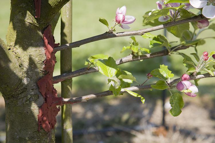 Как привить яблоню весной: пошаговая инструкция