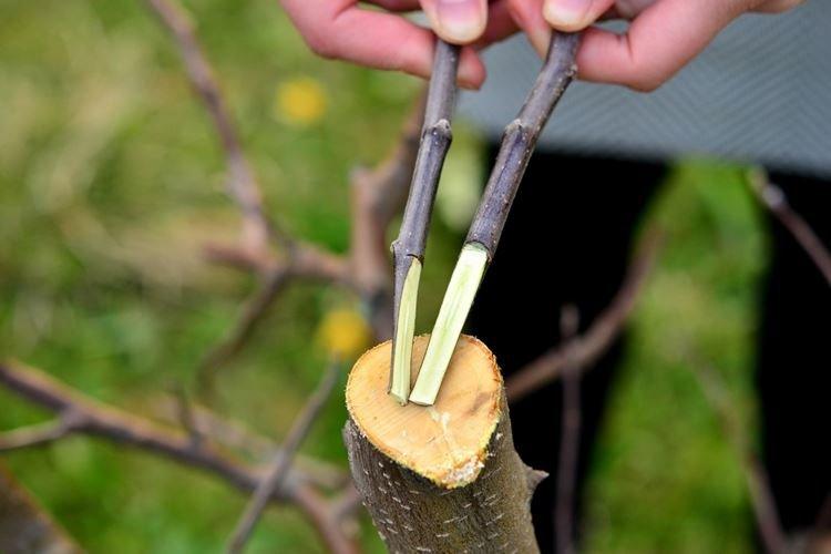 Заготовка черенков - Как привить яблоню весной пошаговая инструкция