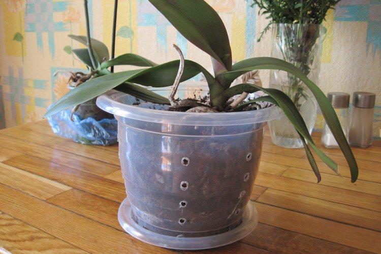 Как выбрать горшок - уход за орхидеей в домашних условиях