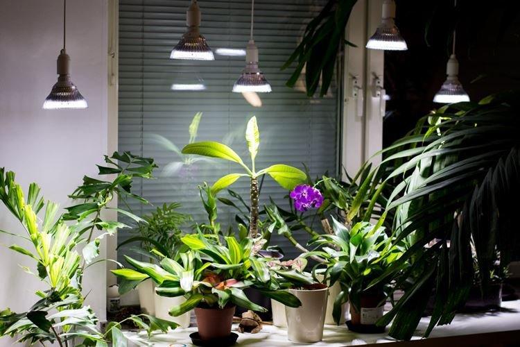 Освещение - Как ухаживать за орхидеей в домашних условиях