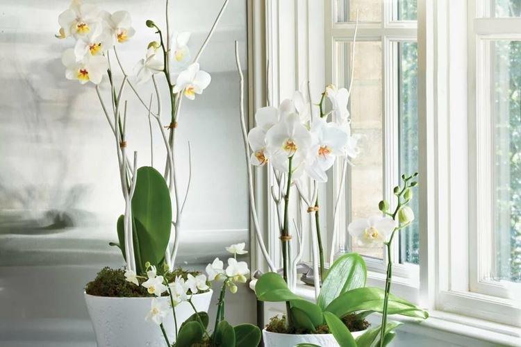 Температура - Как ухаживать за орхидеей в домашних условиях