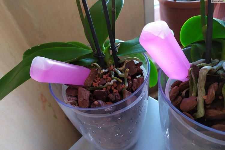 Как поливать орхидею - уход за орхидеей в домашних условиях
