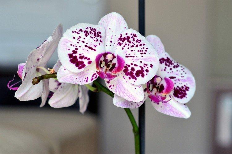 Удобрения и подкормка - Как ухаживать за орхидеей в домашних условиях
