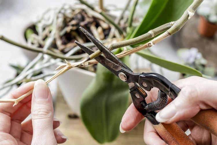 Обрезка - Как ухаживать за орхидеей в домашних условиях