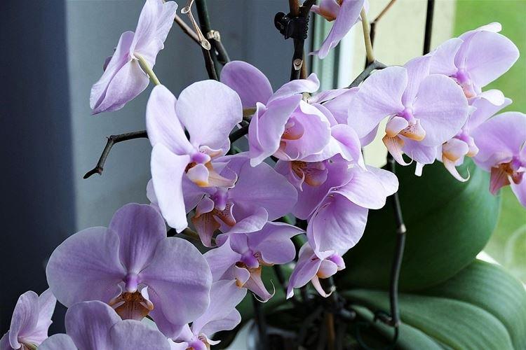 Уход за орхидеей во время цветения