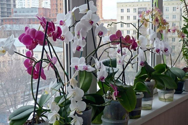Уход за орхидеей зимой в домашних условиях
