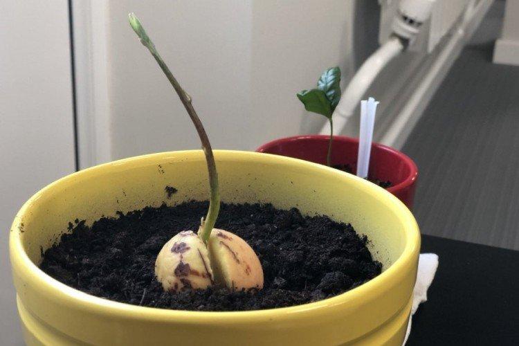 Как посадить и вырастить авокадо из косточки в домашних условиях