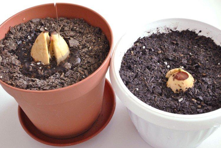 Полив - как вырастить авокадо из косточки в домашних условиях