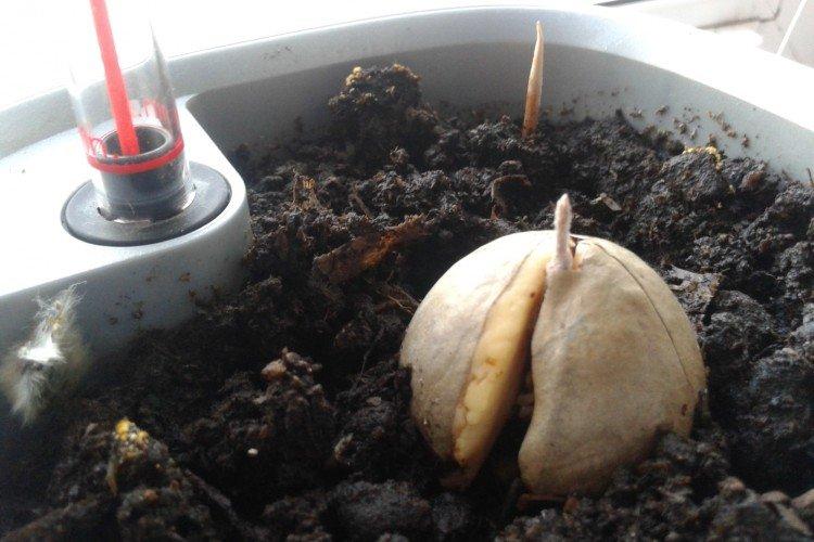 Вырастить авокадо в домашних условиях из косточки пошаговая инструкция с фото