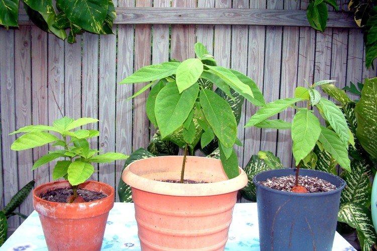 Пересадка в открытый грунт - как вырастить авокадо из косточки в домашних условиях