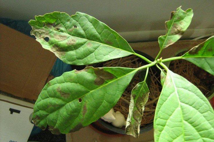 Болезни - как вырастить авокадо из косточки в домашних условиях
