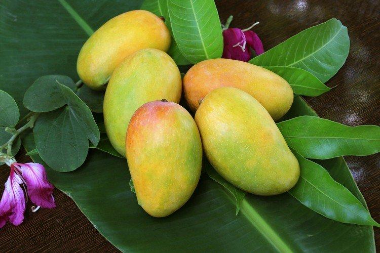 kak vyrastit mango iz kostochki v domashnih usloviyah 577 24767