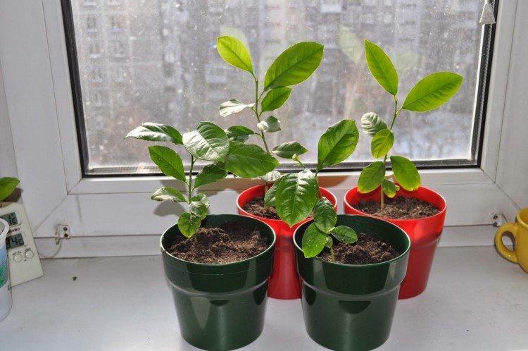 Уход за манго - Как вырастить манго из косточки в домашних условиях