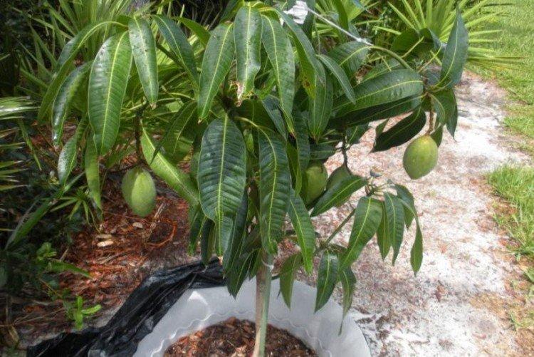 Как пересадить и формировать манго - Как вырастить манго из косточки в домашних условиях
