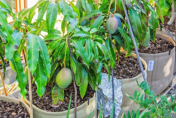 Даст ли манго плоды - Как вырастить манго из косточки в домашних условиях